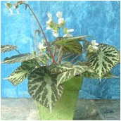 begonia imperialis